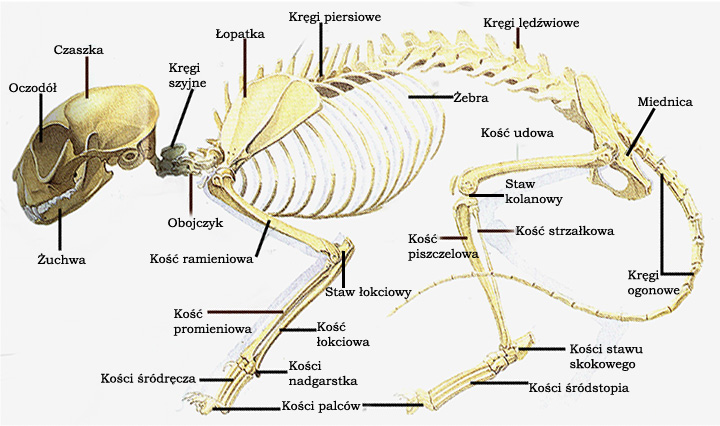 anatomia kota: szkielet kota